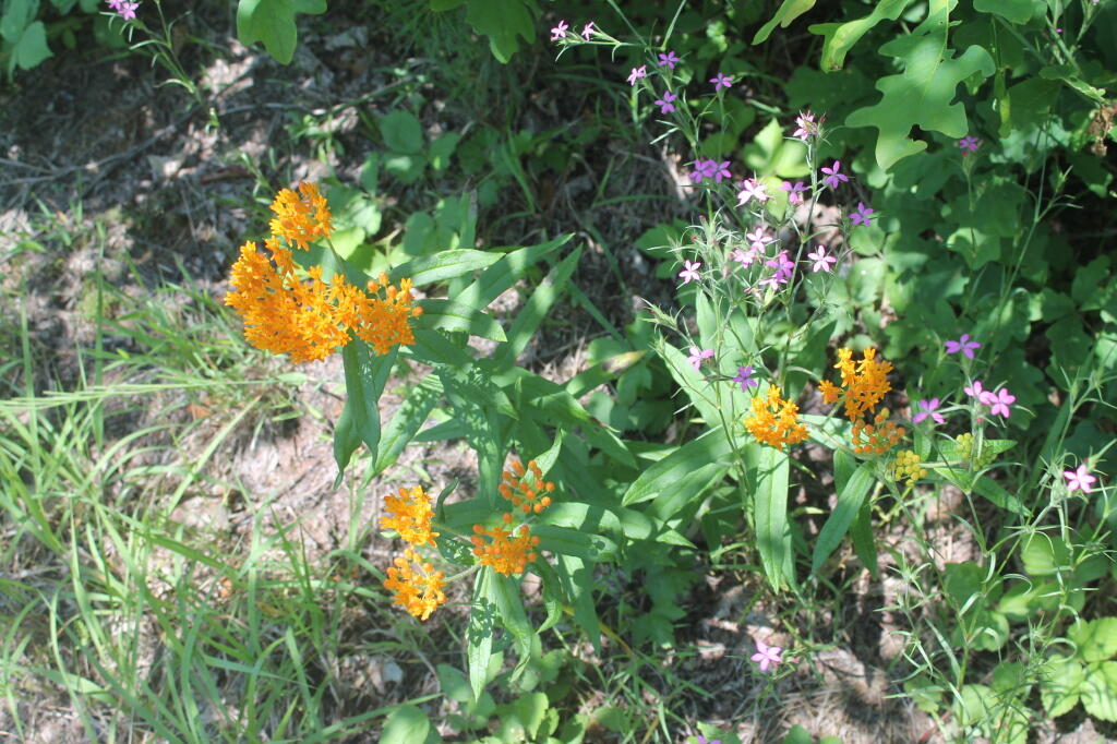 Photo: Wild Flowers