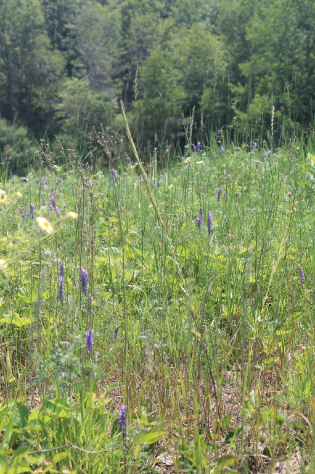 Photo: Lupine in the Field