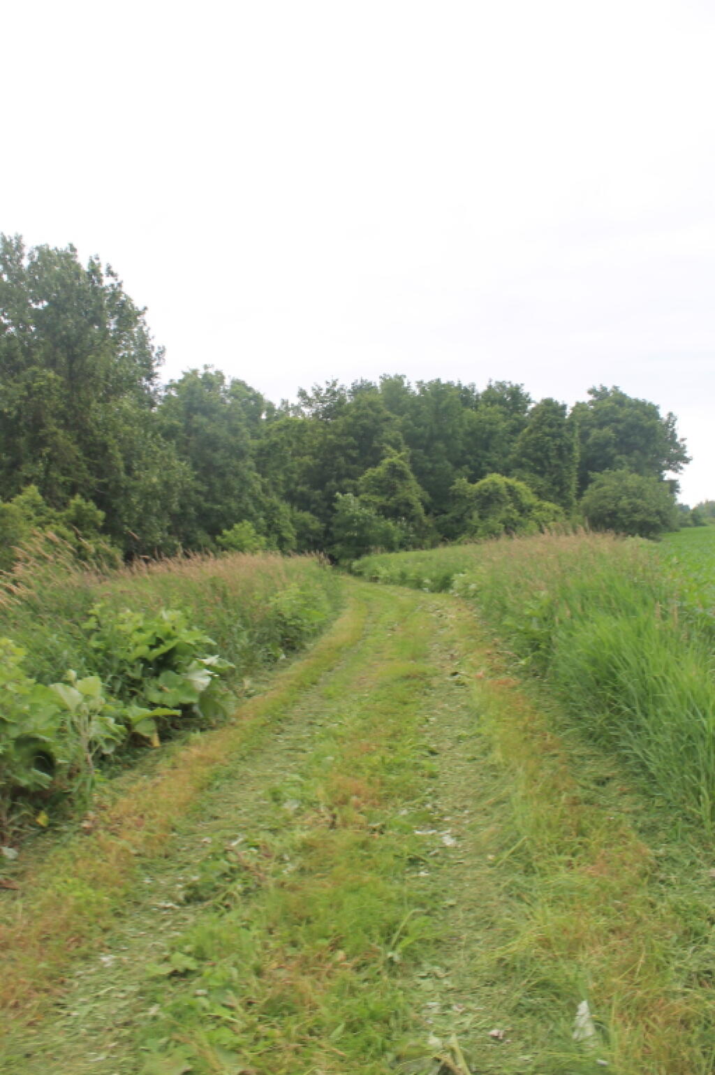 Photo: Freshly Mowed Trail