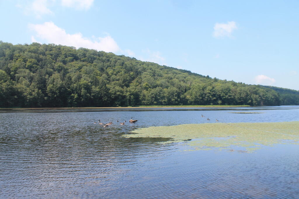 Photo: Geese on Long Pond Photo: Geese on Long Pond