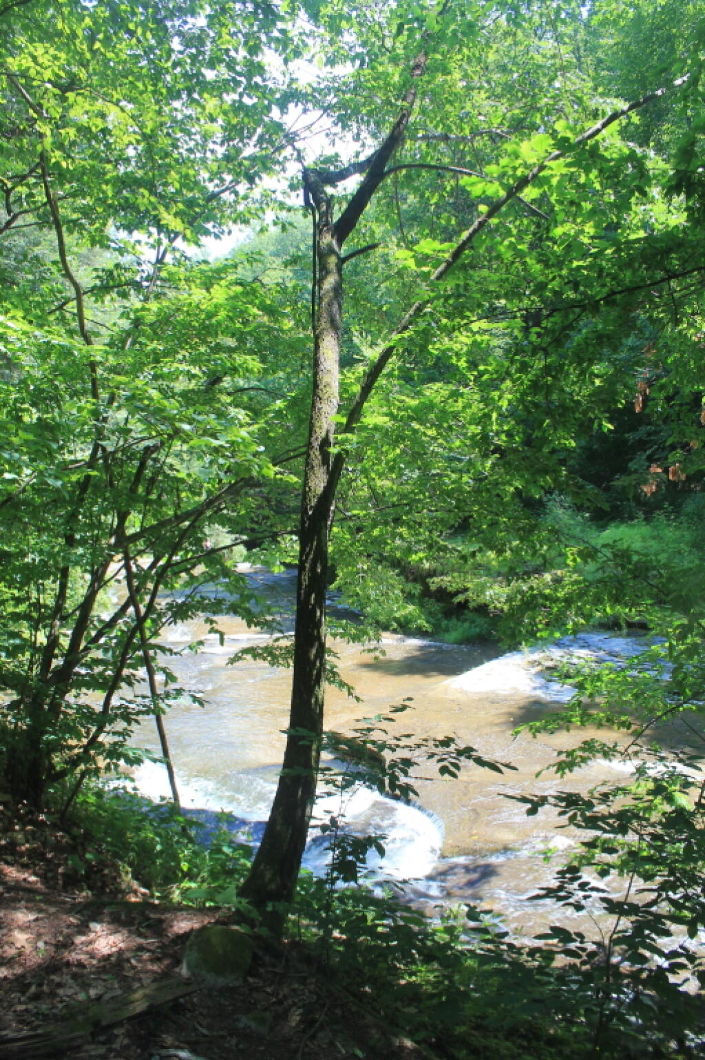 Photo: Enfield Creek Photo: Enfield Creek