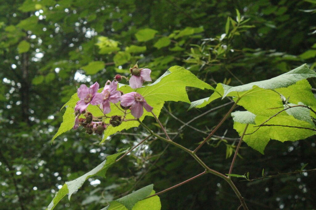 Photo: Pink Flowers