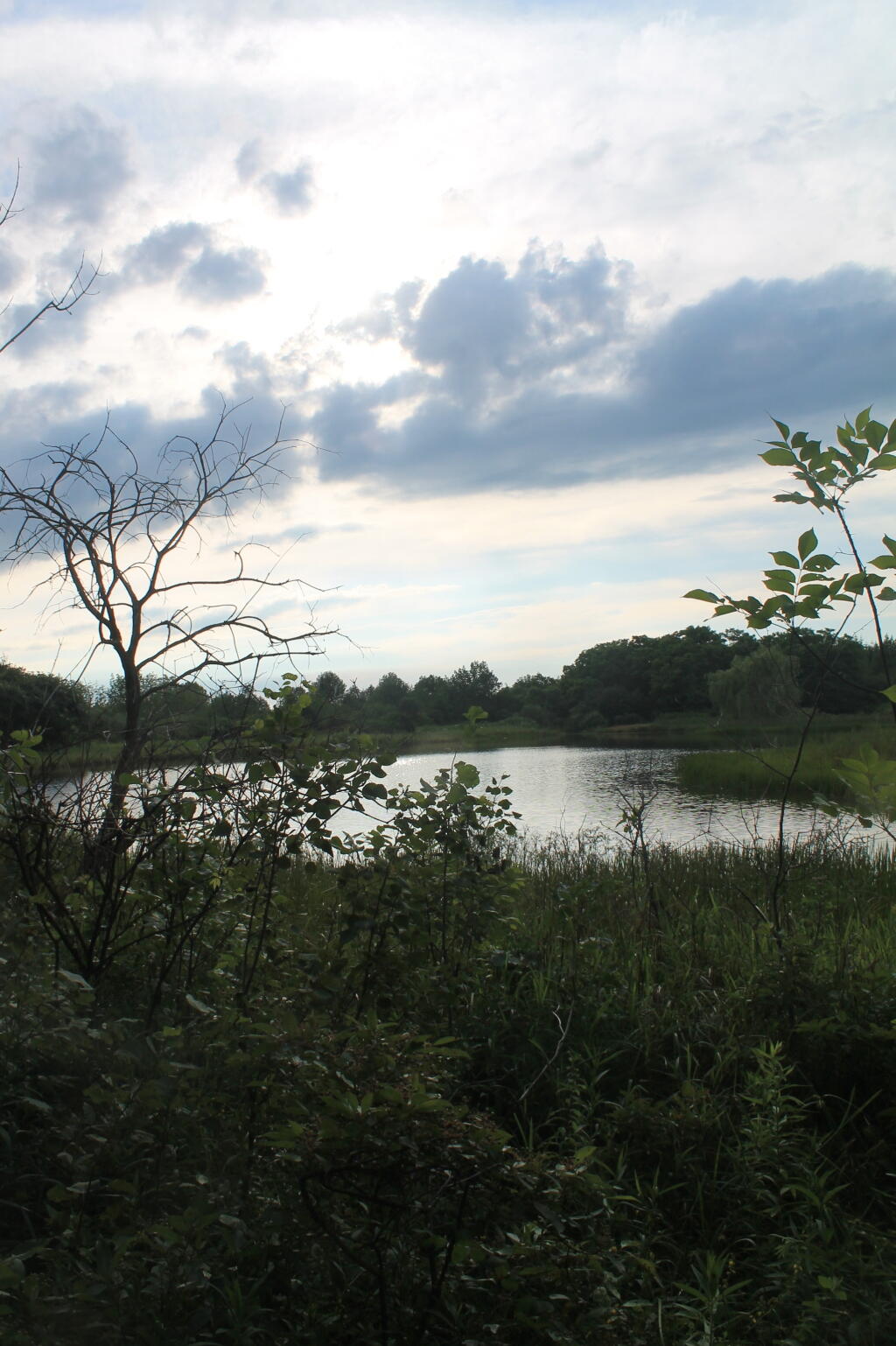 Photo: Foster Pond Photo: Foster Pond