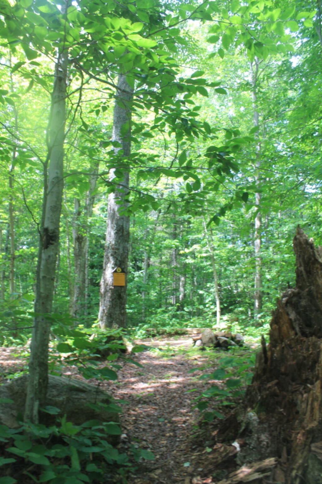 Photo: Campsite at End of G Lake Road Photo: Campsite at End of G Lake Road
