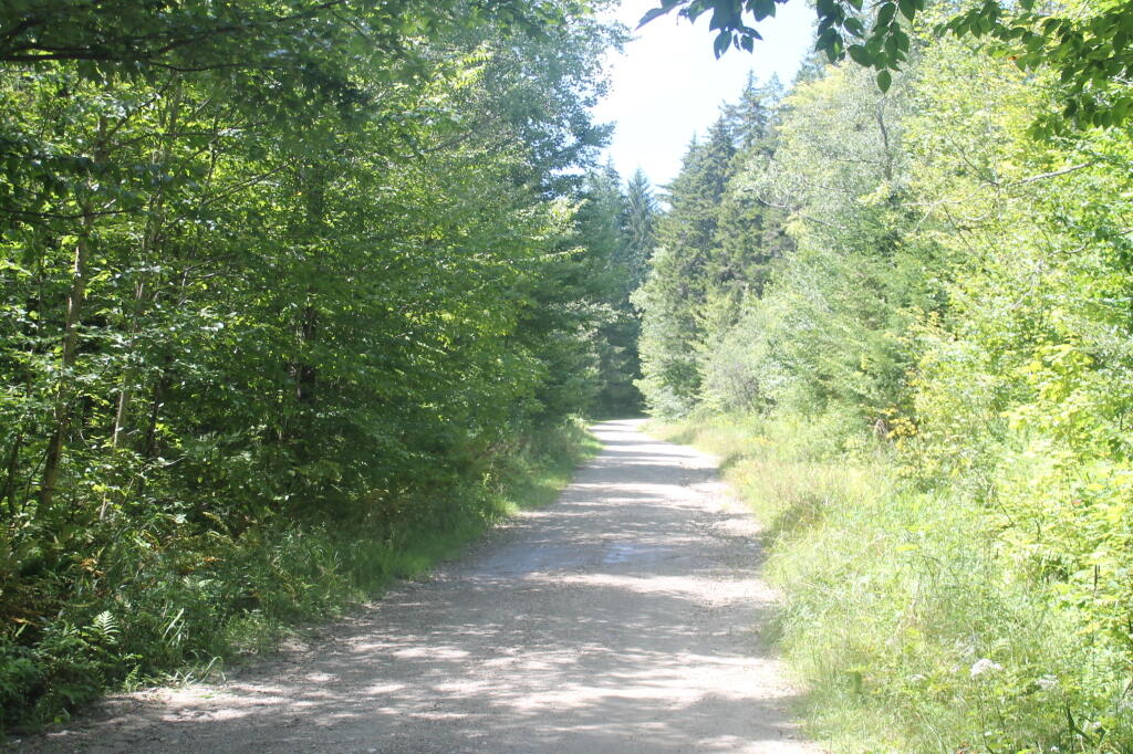 Photo: Bingo Brook Road