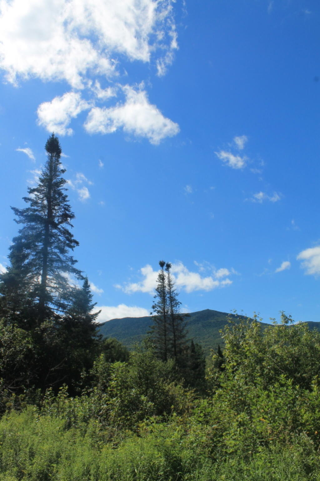 Photo: Mount Roosevelt