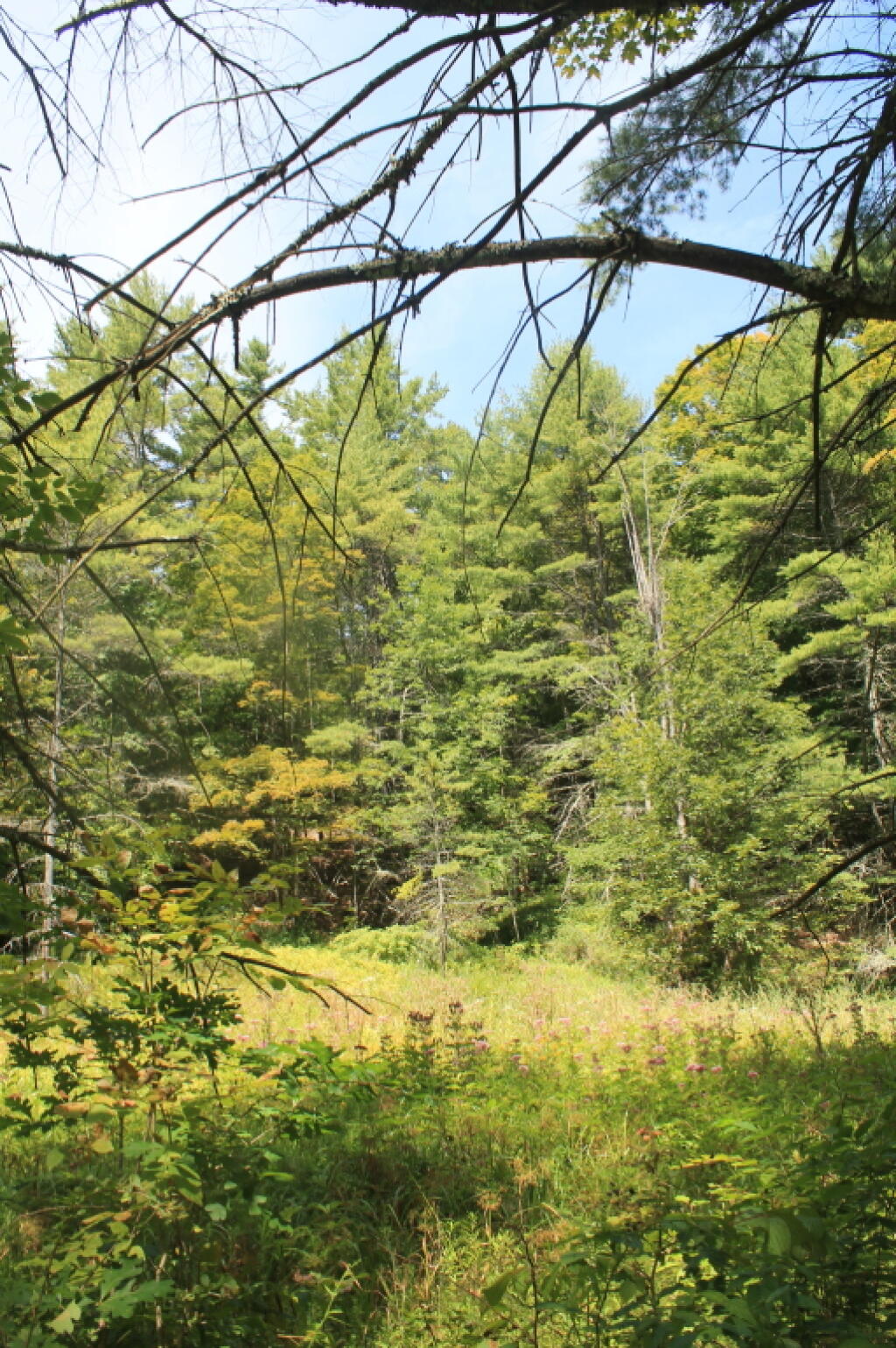 Photo: Old Meadow Photo: Old Meadow
