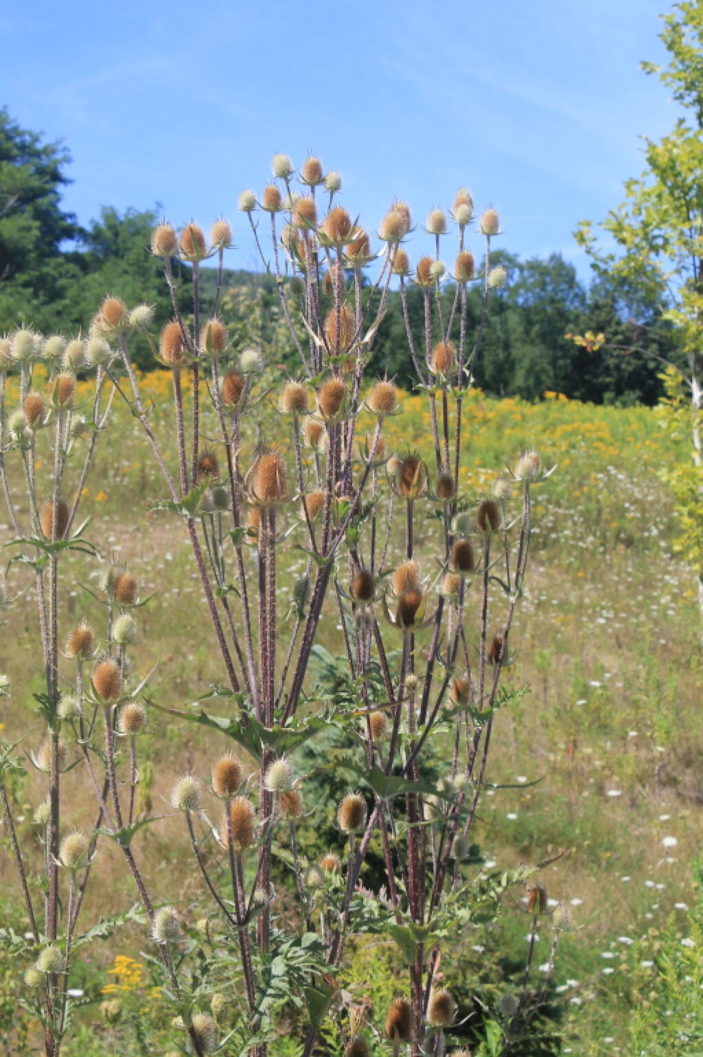 Photo: Roadside Thisles Photo: Roadside Thisles