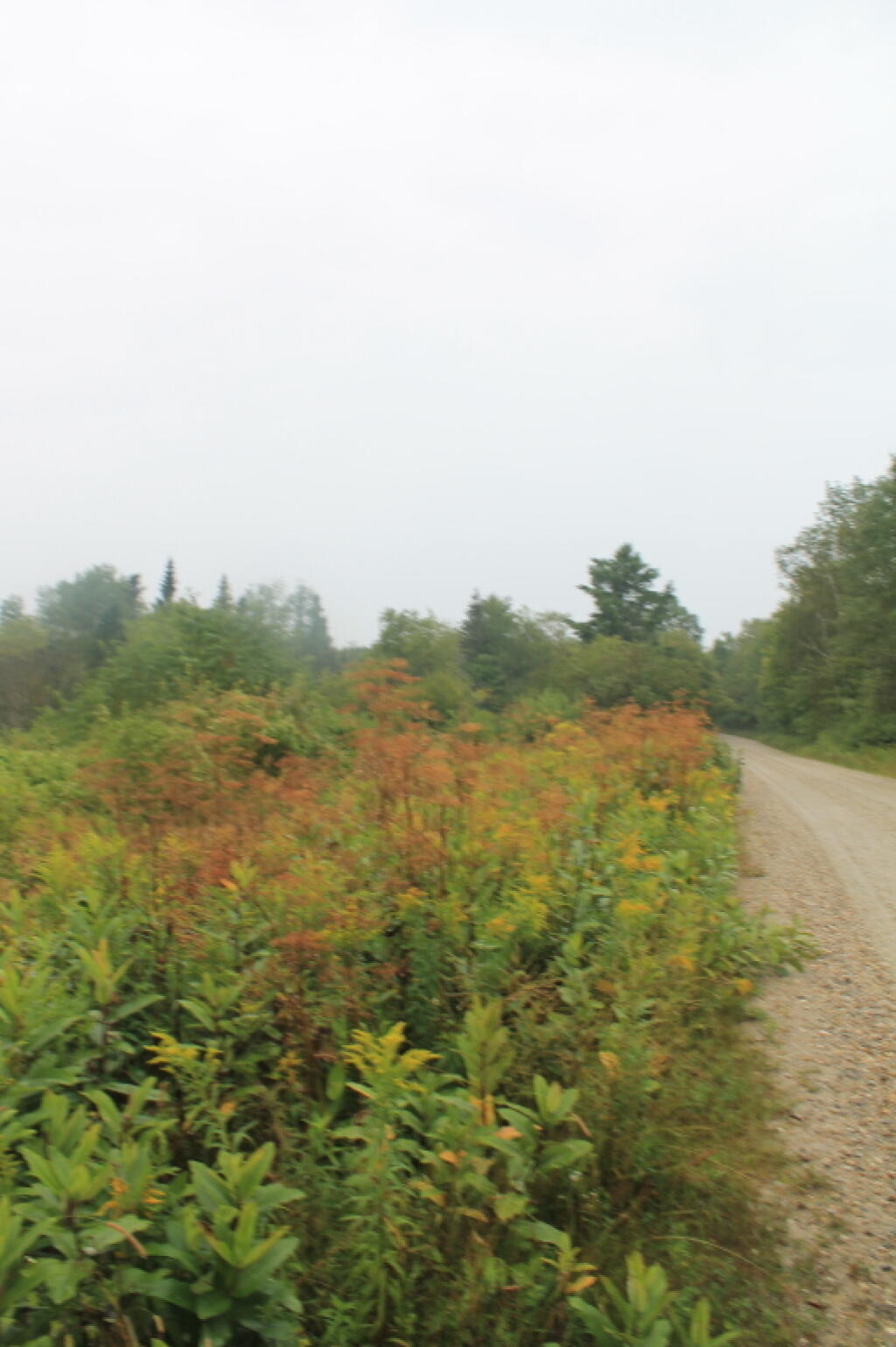 Photo: Along Forest Road 10