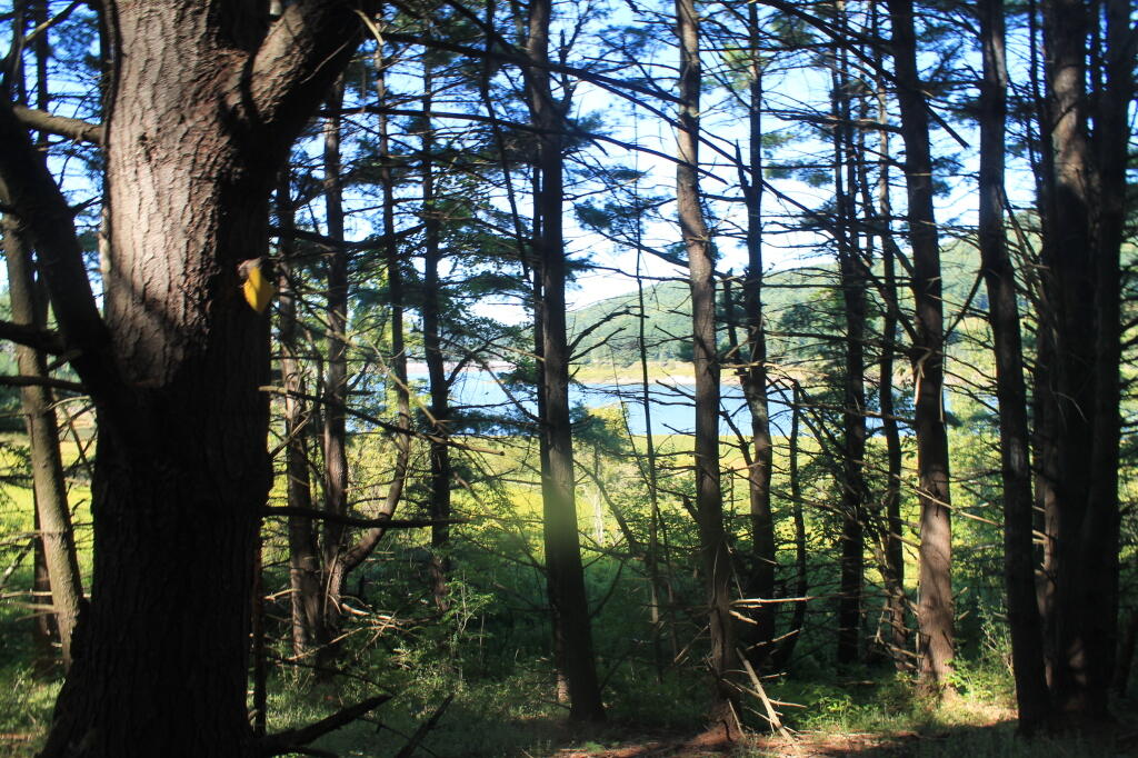 Photo: Looking Through Trees Into Reservior Photo: Looking Through Trees Into Reservior