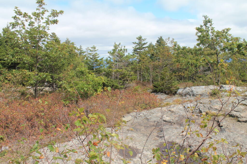 Photo: White Pine Along Edge Photo: White Pine Along Edge