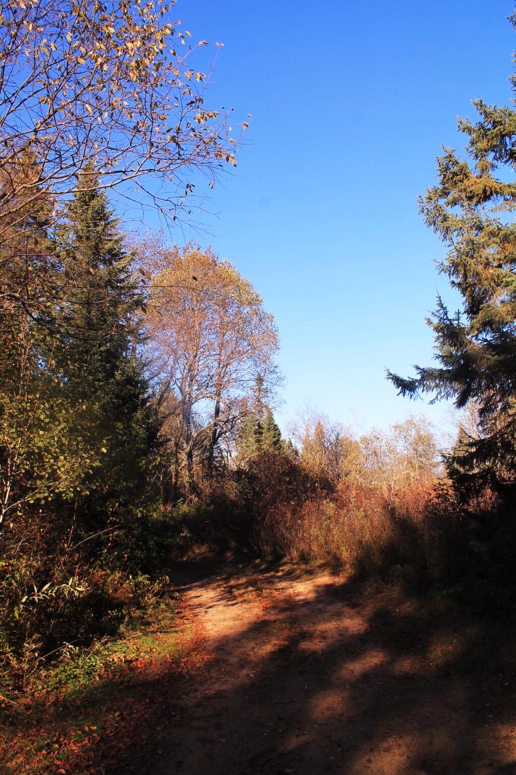 Photo: Campsite 56 Access Road