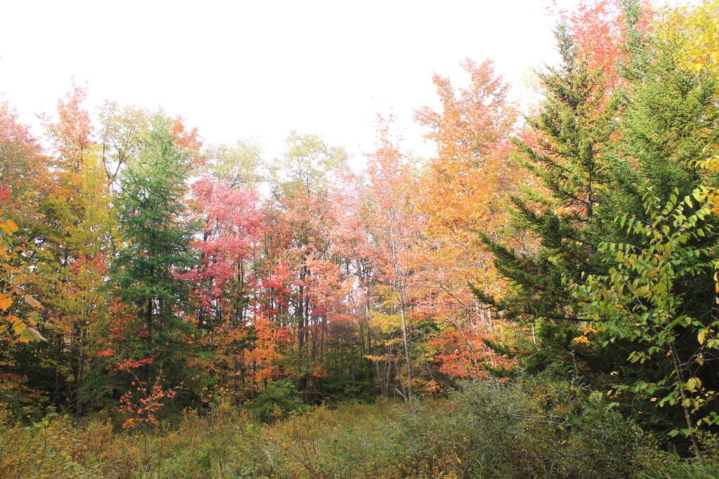 Photo: Abandoned Campsite On INdian Lake