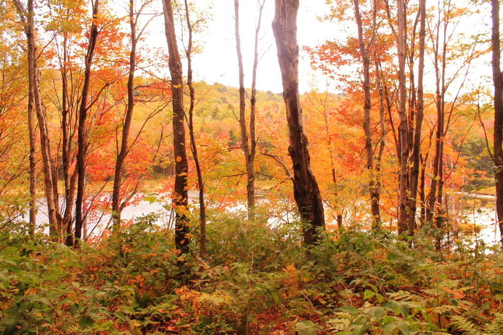 Photo: Almost To Musgrat Pond