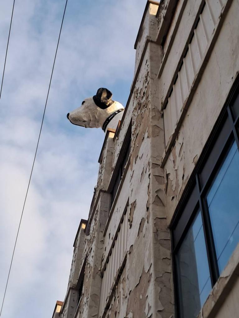 Photo: Dog Overhead