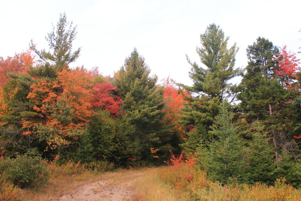 Photo: Near Musgrat Creek