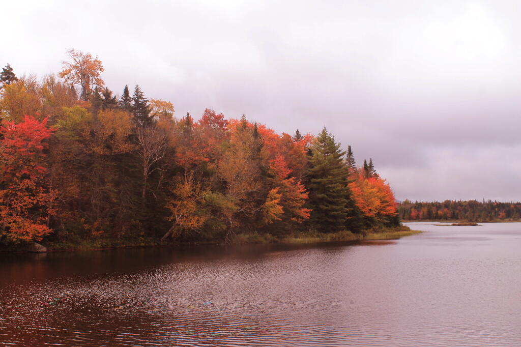 Photo: Trees Really Turning Color Along Cedar River Flow