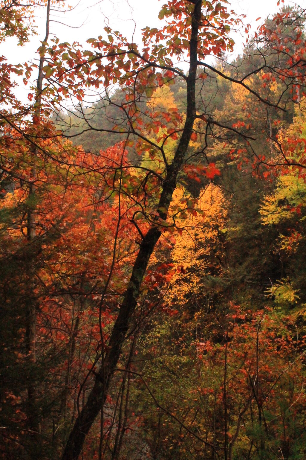 Photo: Into the Gorge