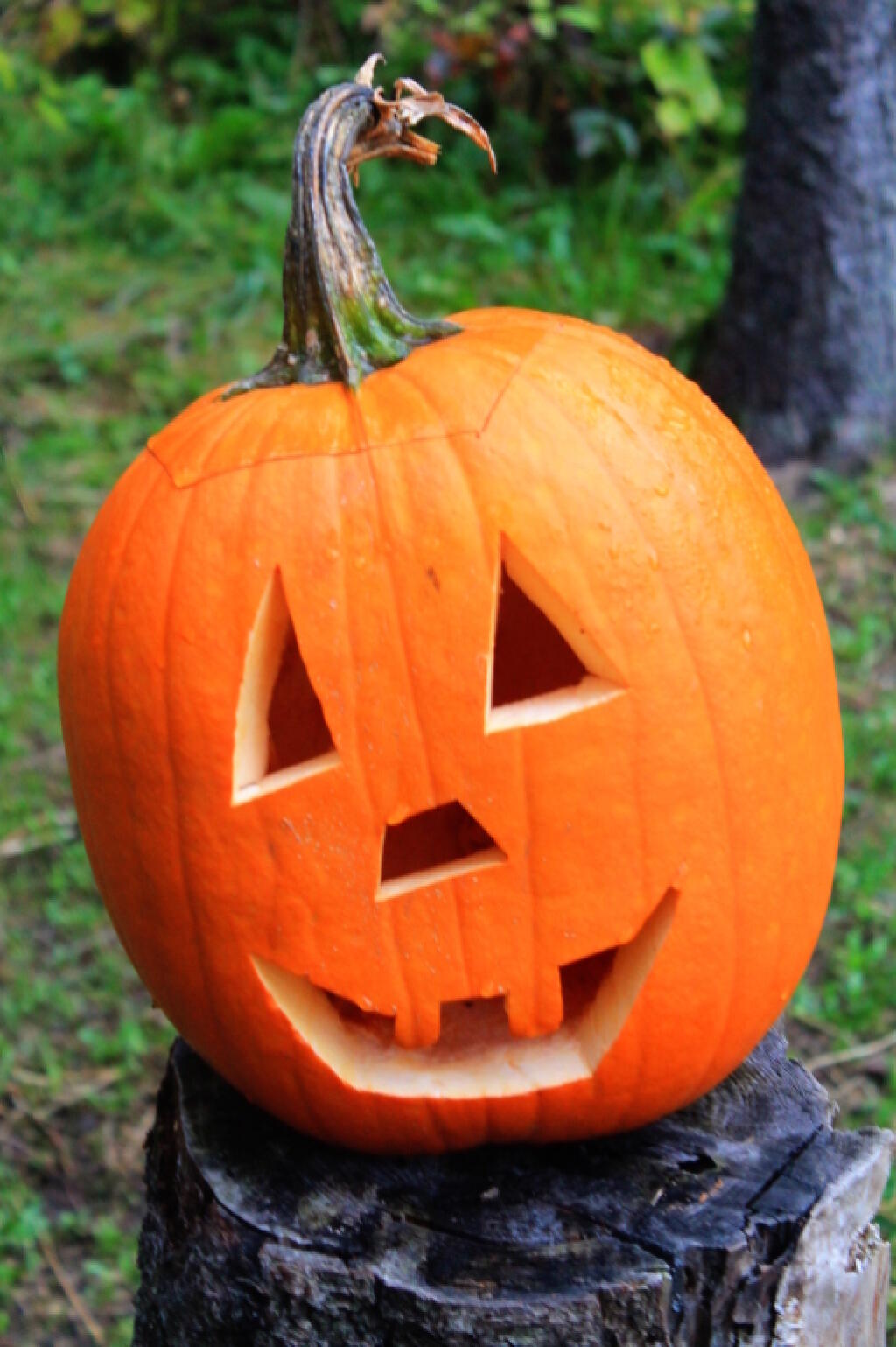 Photo: Pumpkin Left By Columbus Day Campers Photo: Pumpkin Left By Columbus Day Campers