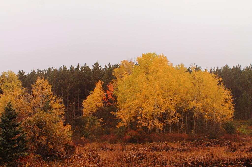Photo: Aspen Stand