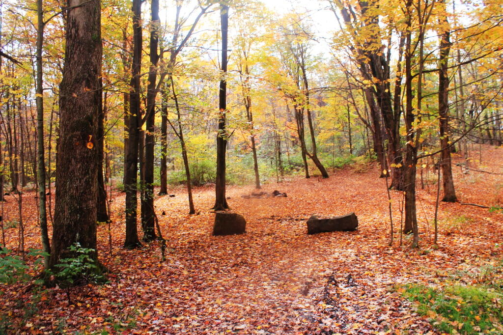 Photo: Campsite 7