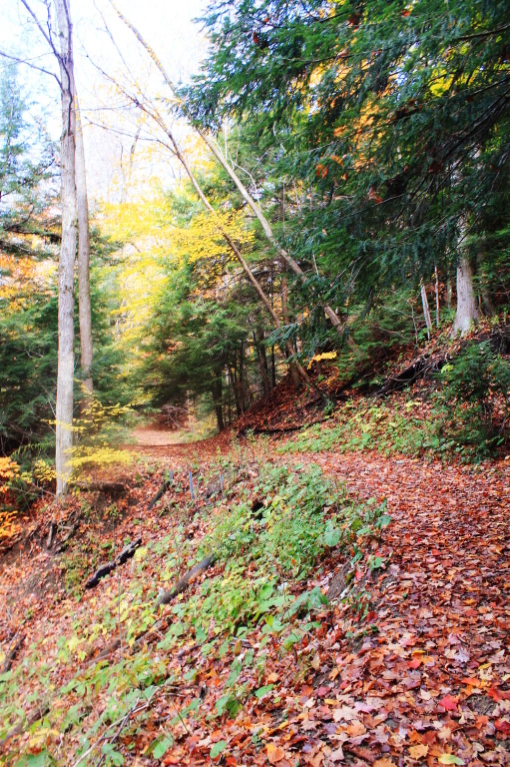 Photo: Dead End Gorge Trail Stablized Photo: Dead End Gorge Trail Stablized