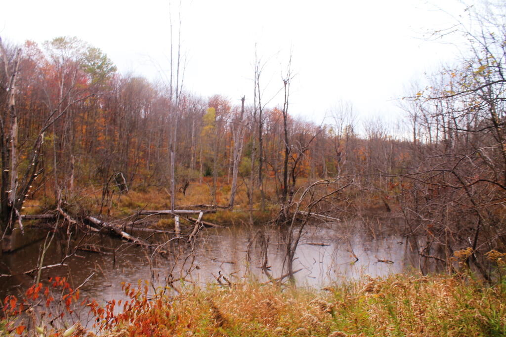 Photo: Egleston Road Swamp Photo: Egleston Road Swamp
