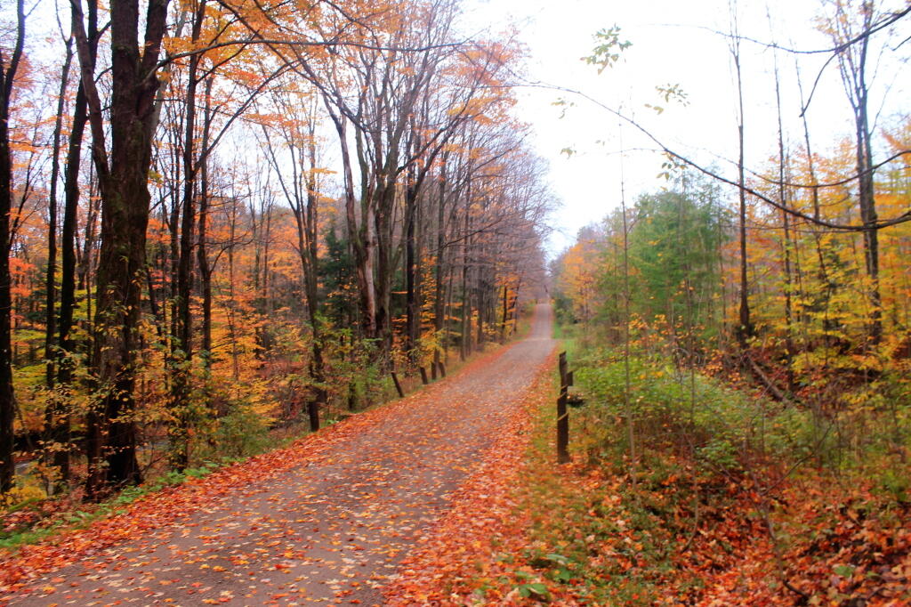 Photo: Hannum Forest Road