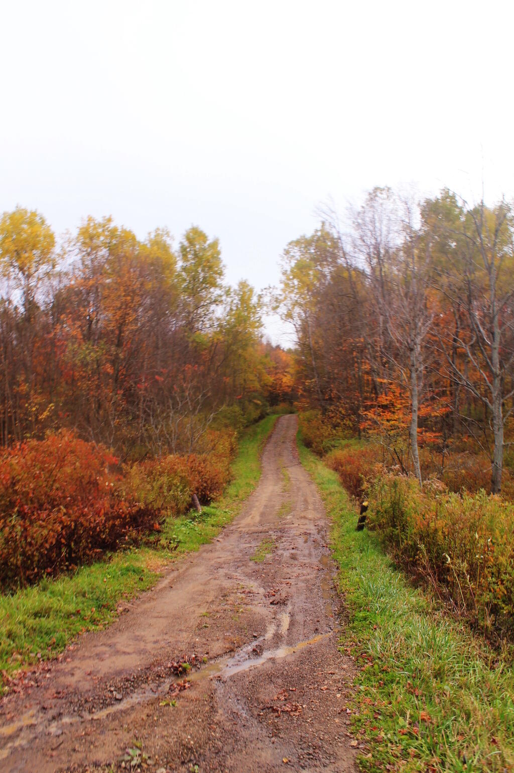 Photo: Ruts On Eggleston Hill Road Photo: Ruts On Eggleston Hill Road
