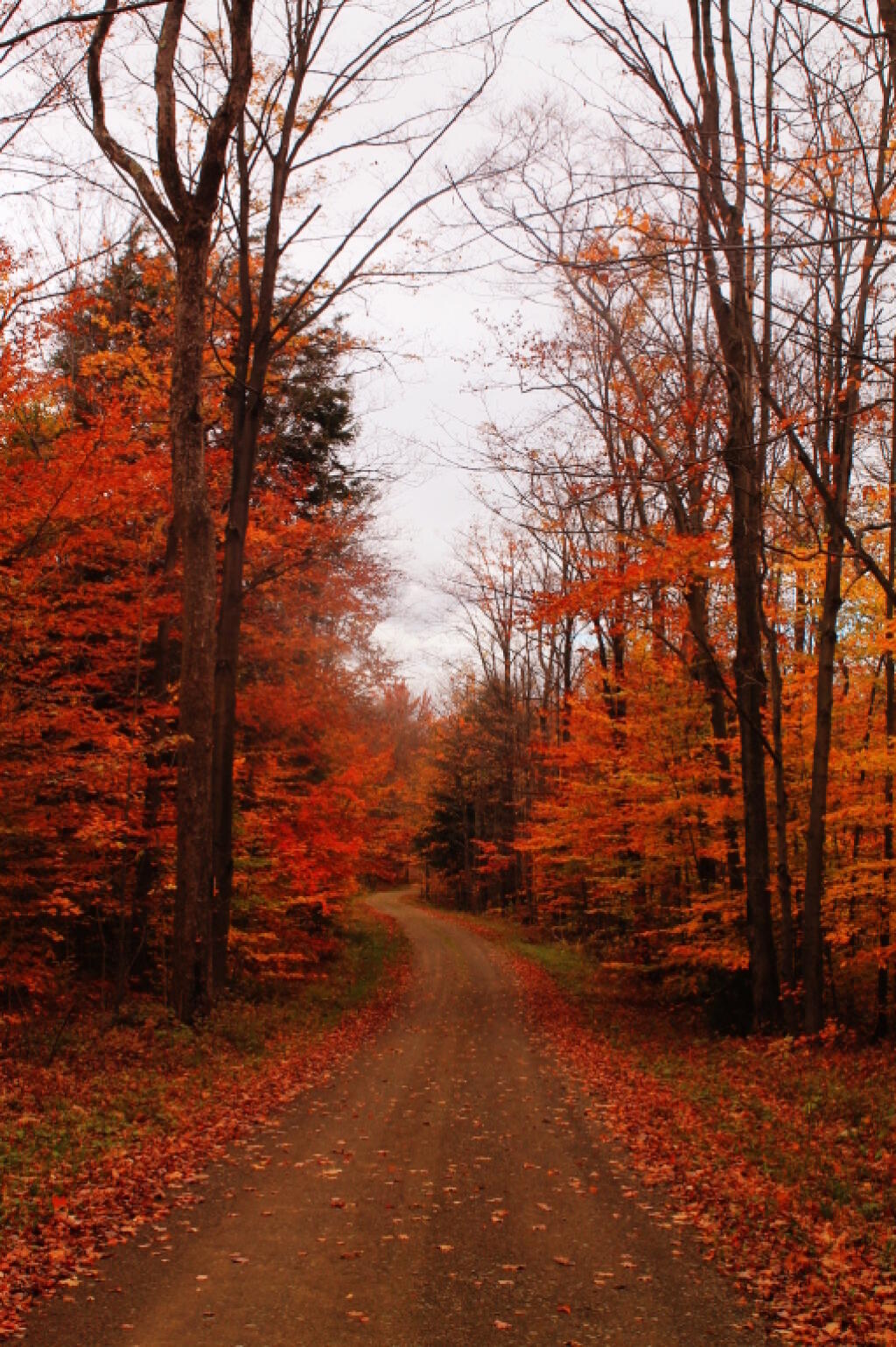 Photo: Snake Forest Road Photo: Snake Forest Road