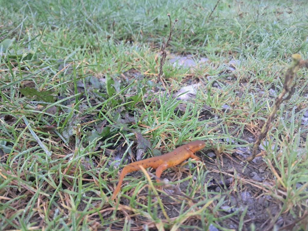 Photo: Newt [Expires September 12 2026]