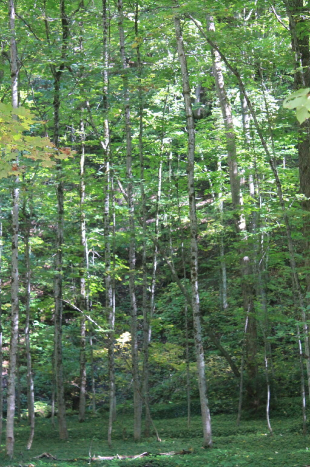 Photo: Limited Sun Hits The Trees, Deep In The Gorge