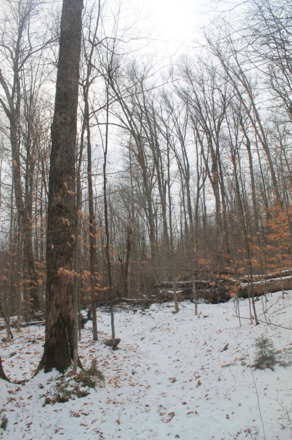 Photo: Cod Pond Trail Photo: Cod Pond Trail