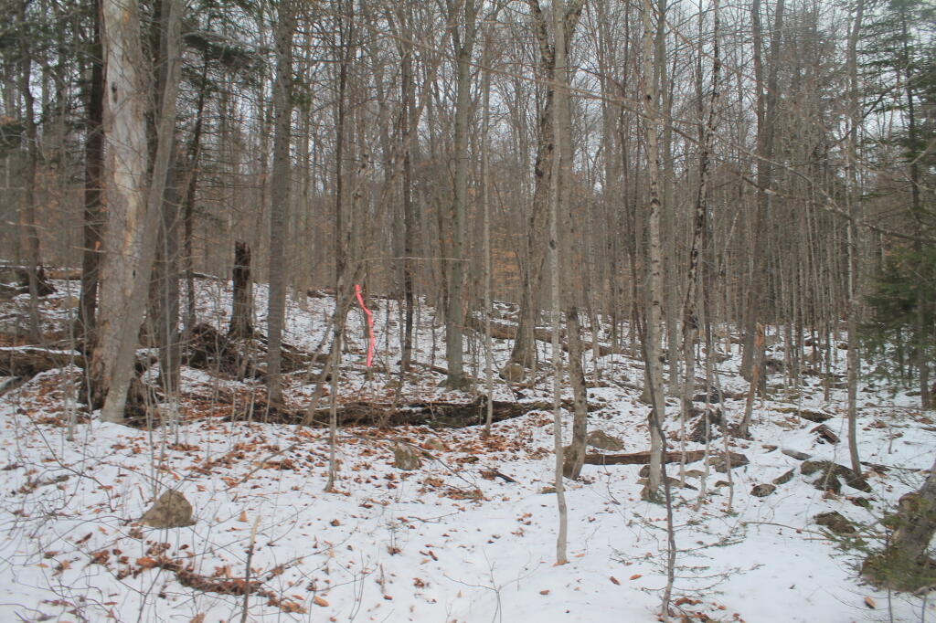Photo: Look for Pink Markers At End of Trail Photo: Look for Pink Markers At End of Trail