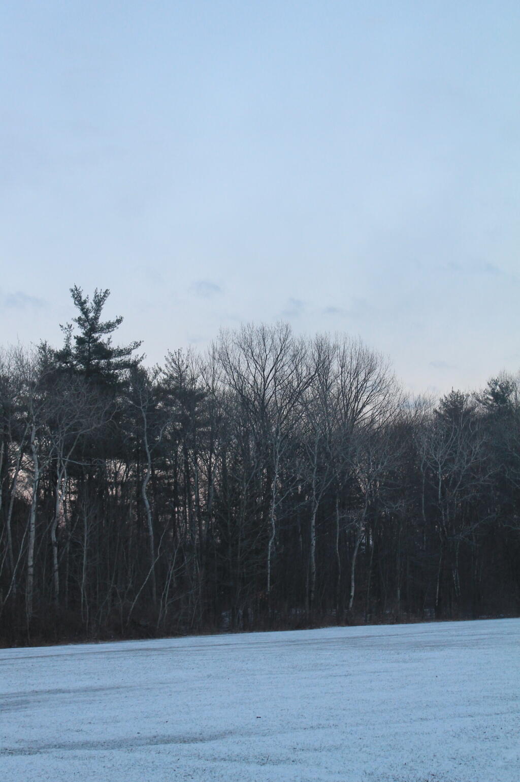 Photo: Trees Photo: Trees
