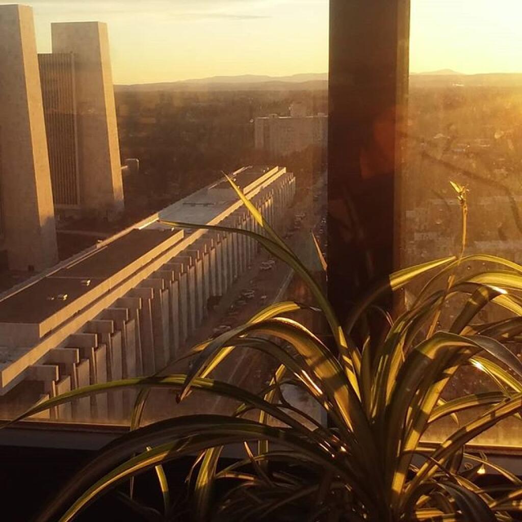Photo: Spider plant enjoys the sun Photo: Spider plant enjoys the sun