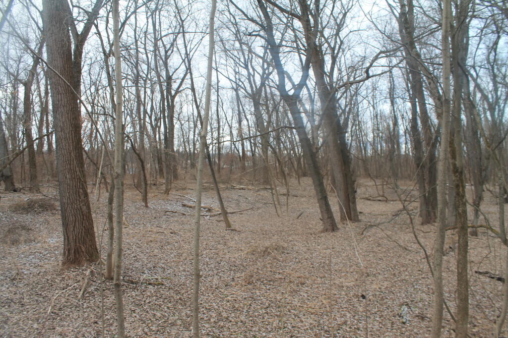 Photo: The Woods