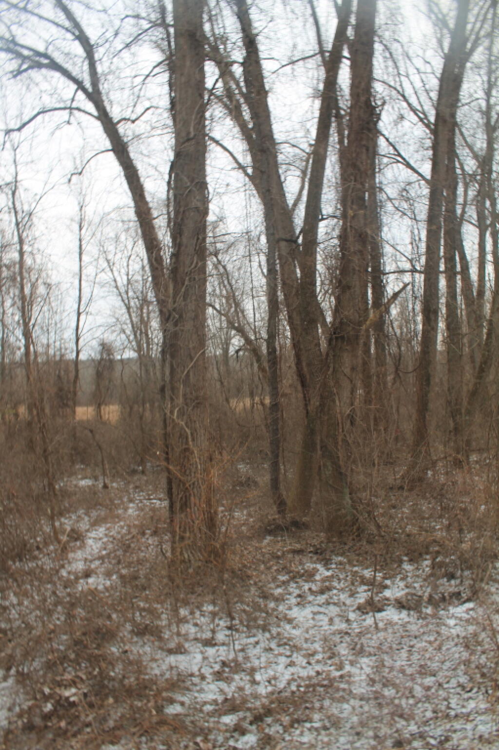 Photo: Woods