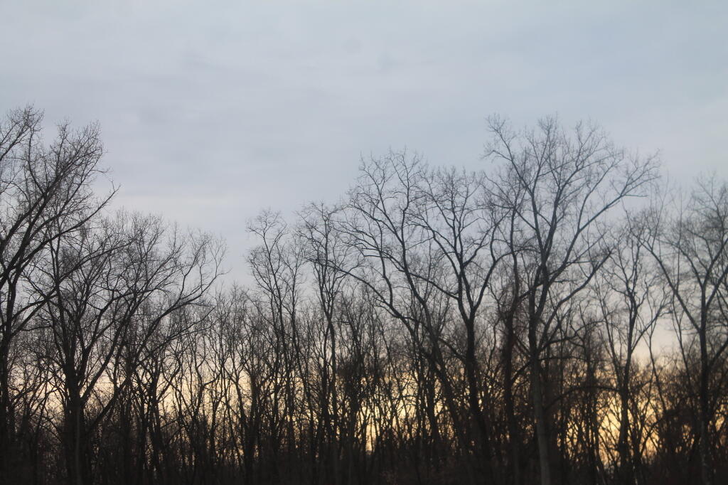 Photo: Backlit Trees Photo: Backlit Trees