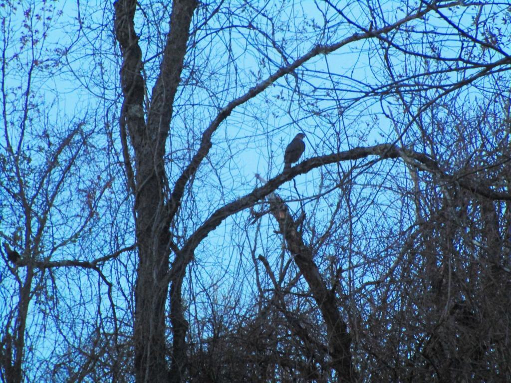 Photo: Red Tailed Hawk Photo: Red Tailed Hawk