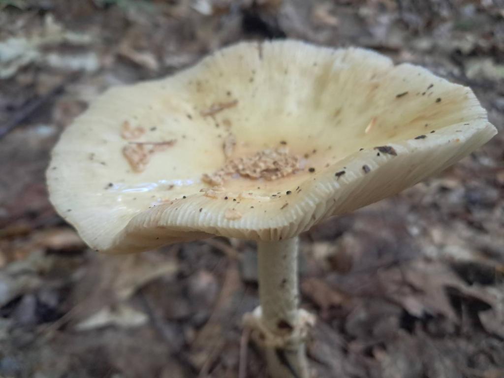 Photo: Jeweled Amanita [Expires September 12 2026]