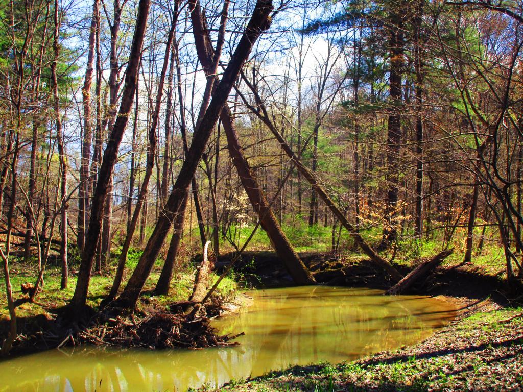 Photo: Phillpin Kill at Van Dyke Preserve Photo: Phillpin Kill at Van Dyke Preserve
