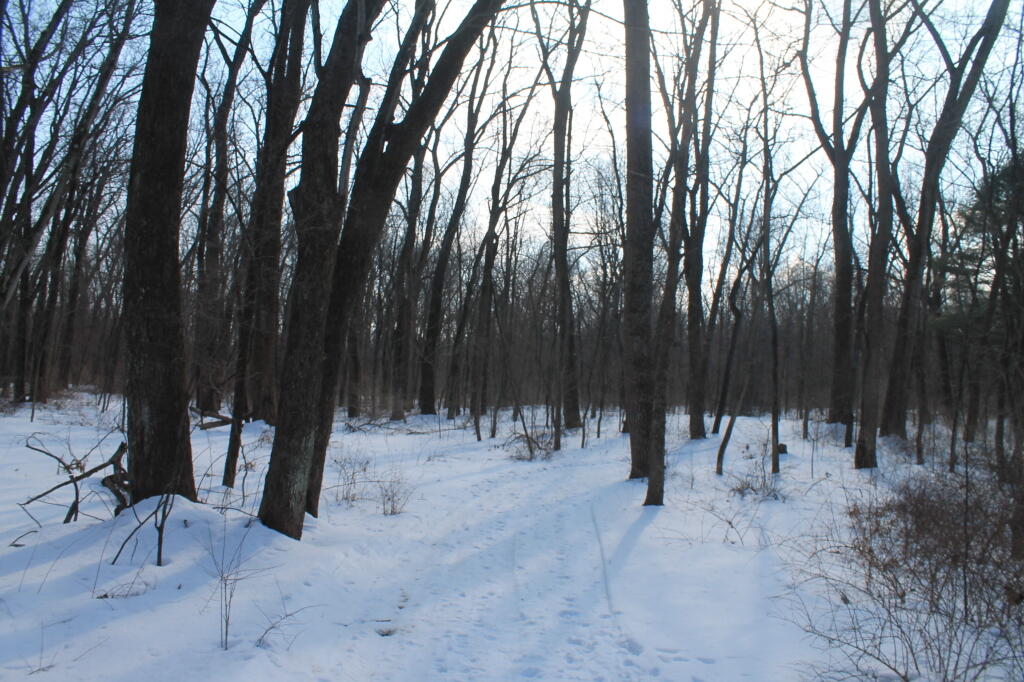 Photo: The Trail Photo: The Trail