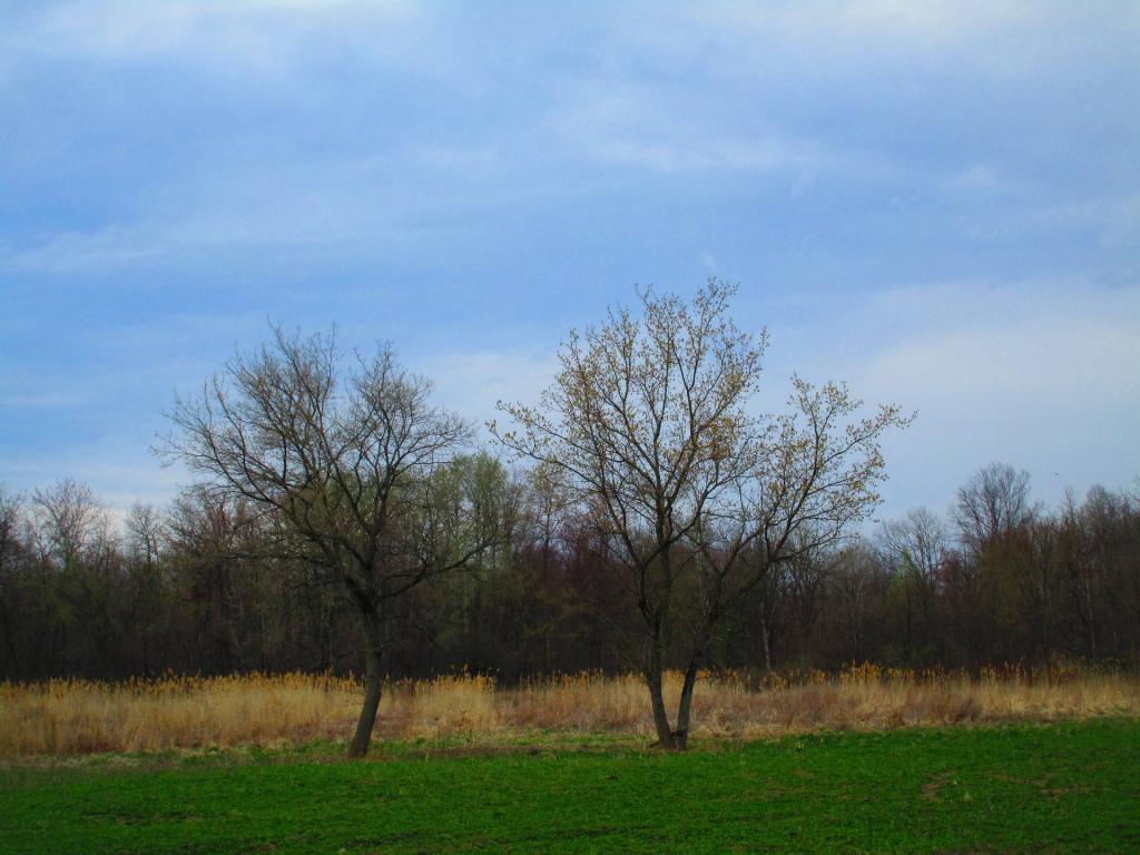 Photo: Greens of the Alfalfa Photo: Greens of the Alfalfa