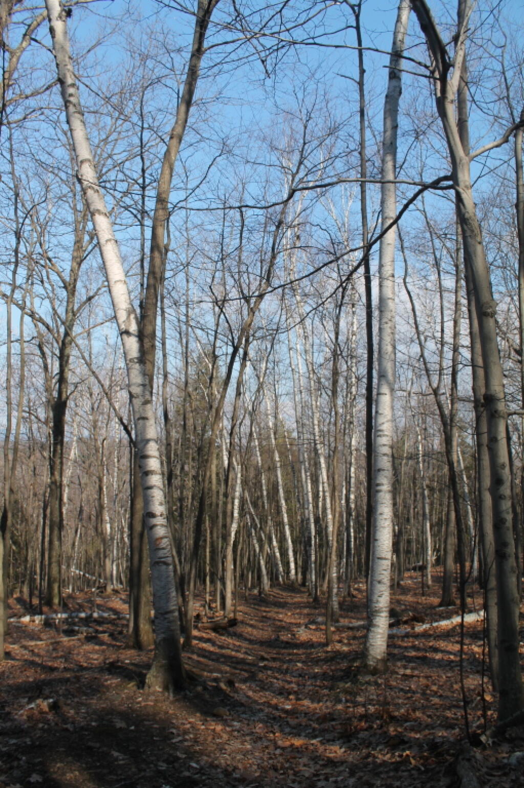 Photo: Heading Up Through a Birch Stand Photo: Heading Up Through a Birch Stand