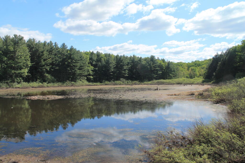 Photo: Small Pond Next To Stony Pond Photo: Small Pond Next To Stony Pond