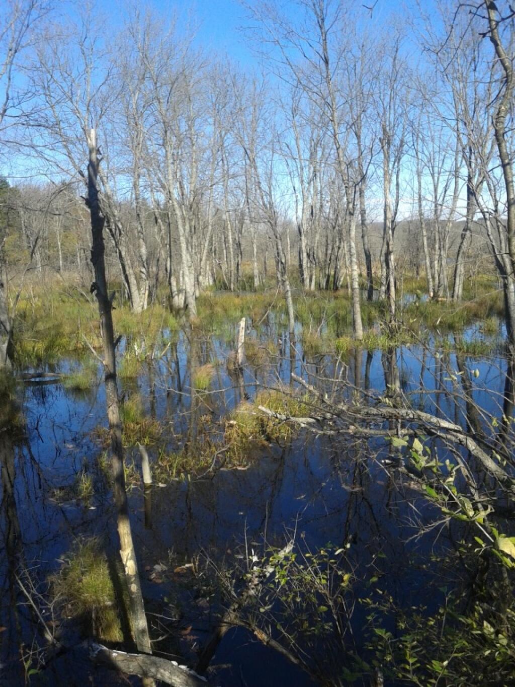 Photo: Nelson Swamp