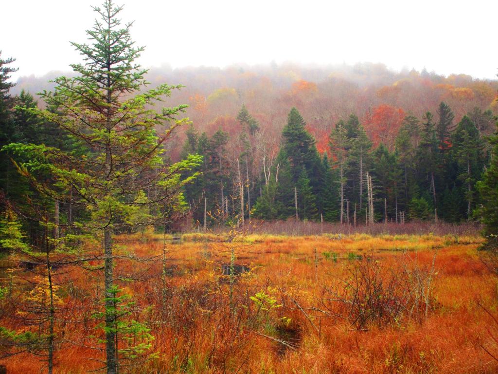 Photo: Foggy Day on the South Branch of the Grass River