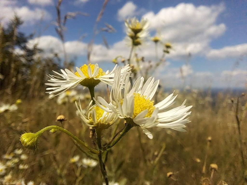 Photo: Fleabane at Thacher Park