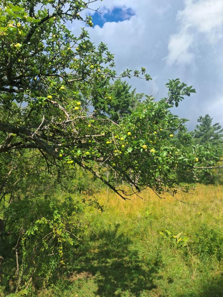 Photo: Apple Tree Photo: Apple Tree